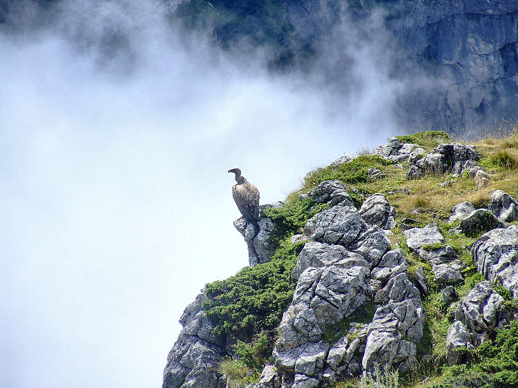  Vautour