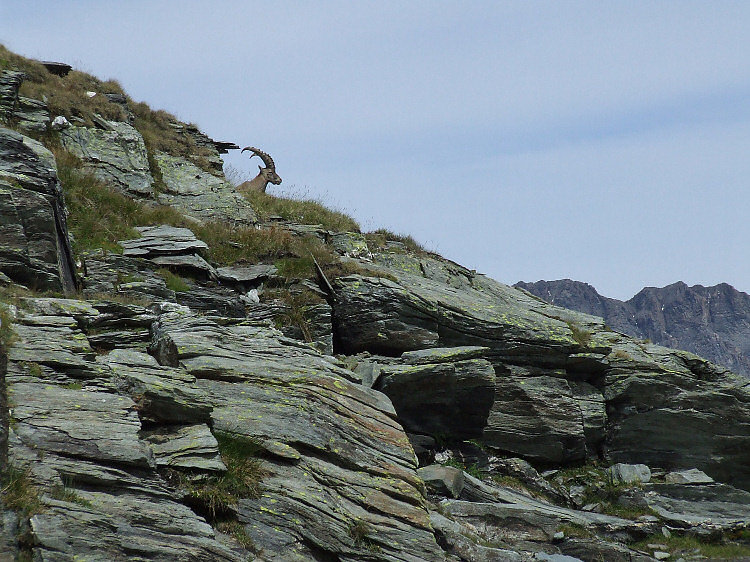 Les habitants de la montagne