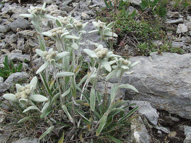  Edelweiss