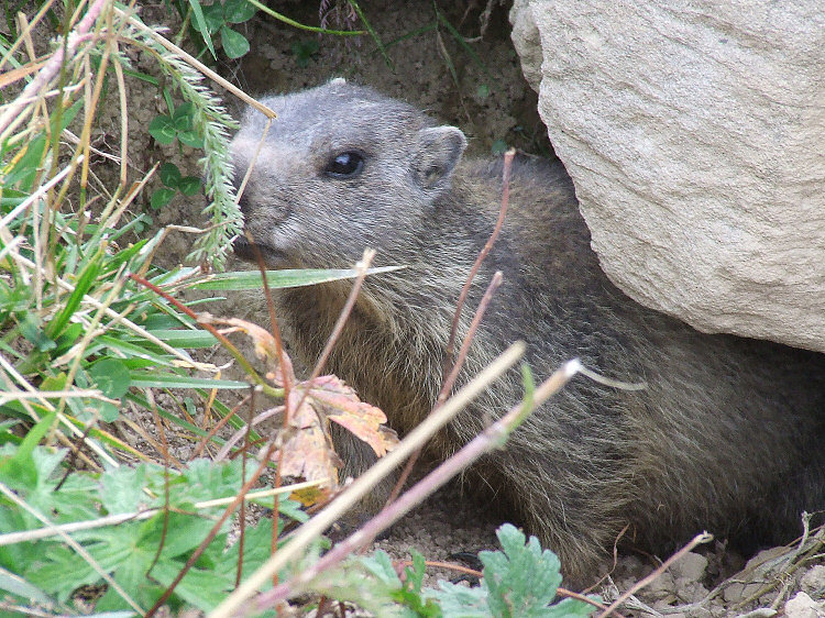  La Marmotte